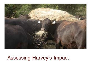 a photography of a cow eating hay with the header: "Assessing Harvey's Impact"